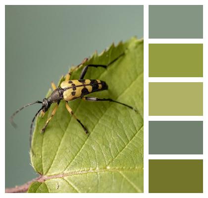 Spotted Longhorn Beetle Insect Image